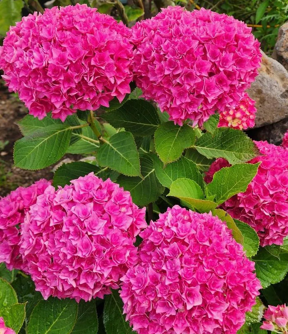 Goblin Flower Jeju 0*,